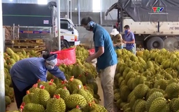 Trung Quốc cấp thêm mã vùng trồng cho sầu riêng Việt Nam