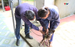 Chủ động phòng ngừa bệnh dại trên chó, mèo