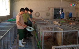 Tăng cường công tác bảo tồn và phát triển động vật hoang dã rừng đặc dụng
