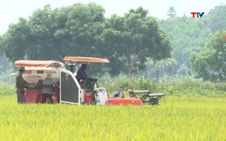 Liên kết sản xuất gắn với tiêu thụ lúa gạo