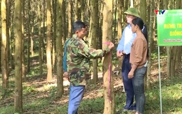 Ứng dụng khoa học và công nghệ trong sản xuất lâm nghiệp