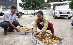 Thường Xuân: Bàn giao 12.000 con vịt giống cho hộ nghèo, cận nghèo