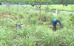 Công ty CP Nghệ Việt liên kết với nông dân sản xuất cây sả chanh