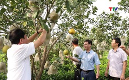 Nhân rộng điển hình hộ nông dân sản xuất, kình doanh giỏi