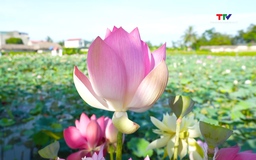 Mùa sen tháng 6