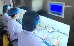 Đưa công nghệ vào sản xuất giống cây trồng