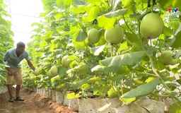 Hỗ trợ 46 tỷ đồng phát triển cây ăn quả tập trung ở khu vực miền núi