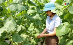 Nông nghiệp hữu cơ được vay tới 70% giá trị dự án không thế chấp