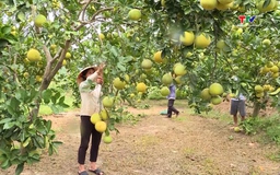 Thủ tướng chỉ đạo các giải pháp khắc phục tình trạng "được mùa mất giá"