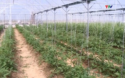 Thiệu Hóa có gần 690 ha cây trồng được liên kết sản xuất, bao tiêu sản phẩm