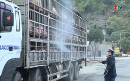 Tập trung triển khai quyết liệt các biện pháp phòng, chống dịch tả lợn châu Phi