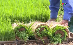 Vai trò hợp tác xã đưa mạ khay, máy cấy vào sản xuất