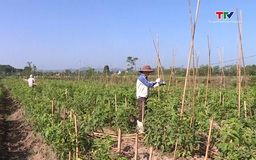 Hợp tác xã, trang trại không tài sản bảo đảm có thể vay đến 5 tỷ đồng