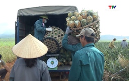 Toàn tỉnh có 79 chuỗi liên kết tiêu thụ rau, quả an toàn
