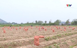 Tích tụ hơn 2.800 ha đất nông nghiệp sản xuất quy mô lớn