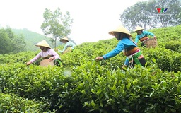 214 dự án được tiếp cận nguồn vốn vay quỹ hỗ trợ phát triển Hợp tác xã