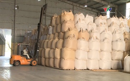 Các doanh  nghiệp đẩy mạnh thu mua và chế biến lúa gạo
