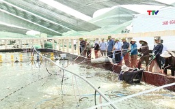 Duy trì chất lượng VietGAP sau chứng nhận