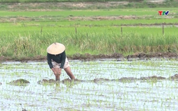 Thanh Hóa đã gieo cấy được trên 90% diện tích lúa mùa