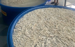 Tạm giữ hơn 13 tấn chân gà ngâm hóa chất chuẩn bị đưa ra thị trường