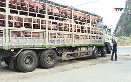 Triển khai quyết liệt các giải pháp phòng, chống Dịch tả lợn châu Phi