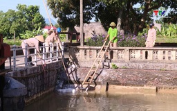 Xác lợn chết trên các tuyến kênh thuỷ lợi tiếp tục gia tăng