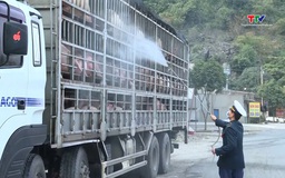 Chủ động ứng phó với dịch tả lợn Châu Phi 