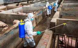 Công điện của UBND tỉnh về việc tập trung triển khai đồng bộ, quyết liệt, có hiệu quả các giải pháp phòng, chống bệnh Dịch tả lợn Châu Phi