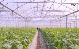 Thanh Hóa có 195 Hợp tác xã nông nghiệp ứng dụng công nghệ cao