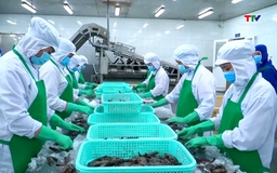 Khuyến nghị doanh nghiệp tái cấu trúc chiến lược xuất khẩu tôm