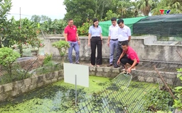 Tạo chuỗi giá trị bền vững từ nghề nuôi ốc nhồi