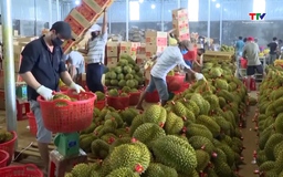 Doanh nghiệp tìm giải pháp xuất khẩu nông sản