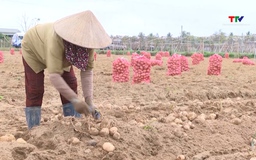 Hợp tác xã tích tụ ruộng đất, phát triển nông nghiệp hàng hóa