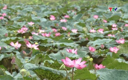 Mùa sen thành cổ