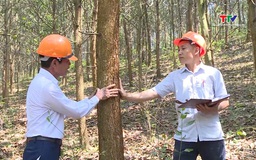 Thanh Hóa có hơn 5.000 hộ dân tham gia sản xuất rừng theo tiêu chuẩn FSC