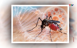 Bộ Y tế cảnh báo nguy cơ dịch Chikungunya xâm nhập