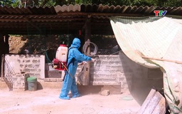 Cẩm Thạch tập trung ngăn chặn bệnh dịch tả lợn châu Phi