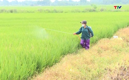 Lạm dụng thuốc cỏ cháy - Lợi bất cập hại