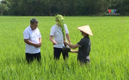 Tăng cường chăm sóc và phòng trừ sâu bệnh trên lúa