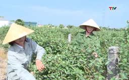 Phát huy tiềm năng phát triển cây dược liệu tại Thanh Hóa