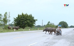 Nguy cơ tai nạn giao thông do thả rông gia súc trên đường