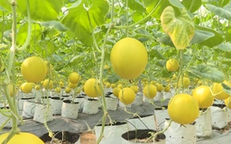 Ứng dụng công nghệ trong chuỗi cung ứng nông sản  an toàn