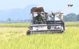 Hành trình lúa gạo Thanh Hóa: từ thiếu lương thực trầm trọng đến chinh phục thị trường xuất khẩu