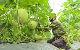 Hiệu quả sản xuất nông nghiệp ứng dụng công nghệ cao 