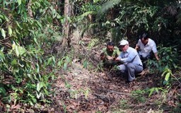 Dự báo và thông tin cấp dự báo cháy rừng từ ngày 3/8 - 6/8/2025
