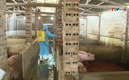 Quyết liệt khống chế dịch tả lợn châu Phi