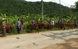 Trao trâu, bò giống cho hộ dân trên địa bàn xã Quang Chiểu
