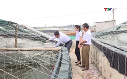 Hiệu quả sản xuất ứng dụng công nghệ cao 