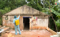 Khó khăn chống dịch tả lợn Châu Phi do thiếu cán bộ thú y cơ sở