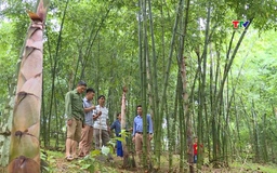 Hỗ trợ gần 63 tỷ đồng thâm canh rừng luồng